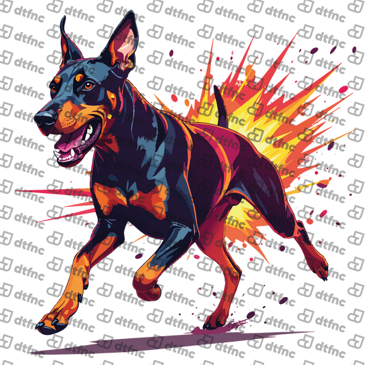 Animals - Explosive Running Doberman