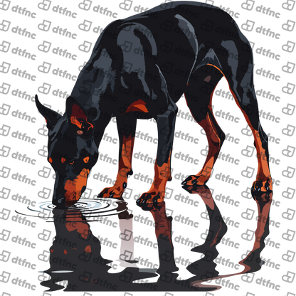 Animals - Reflective Puddle Doberman